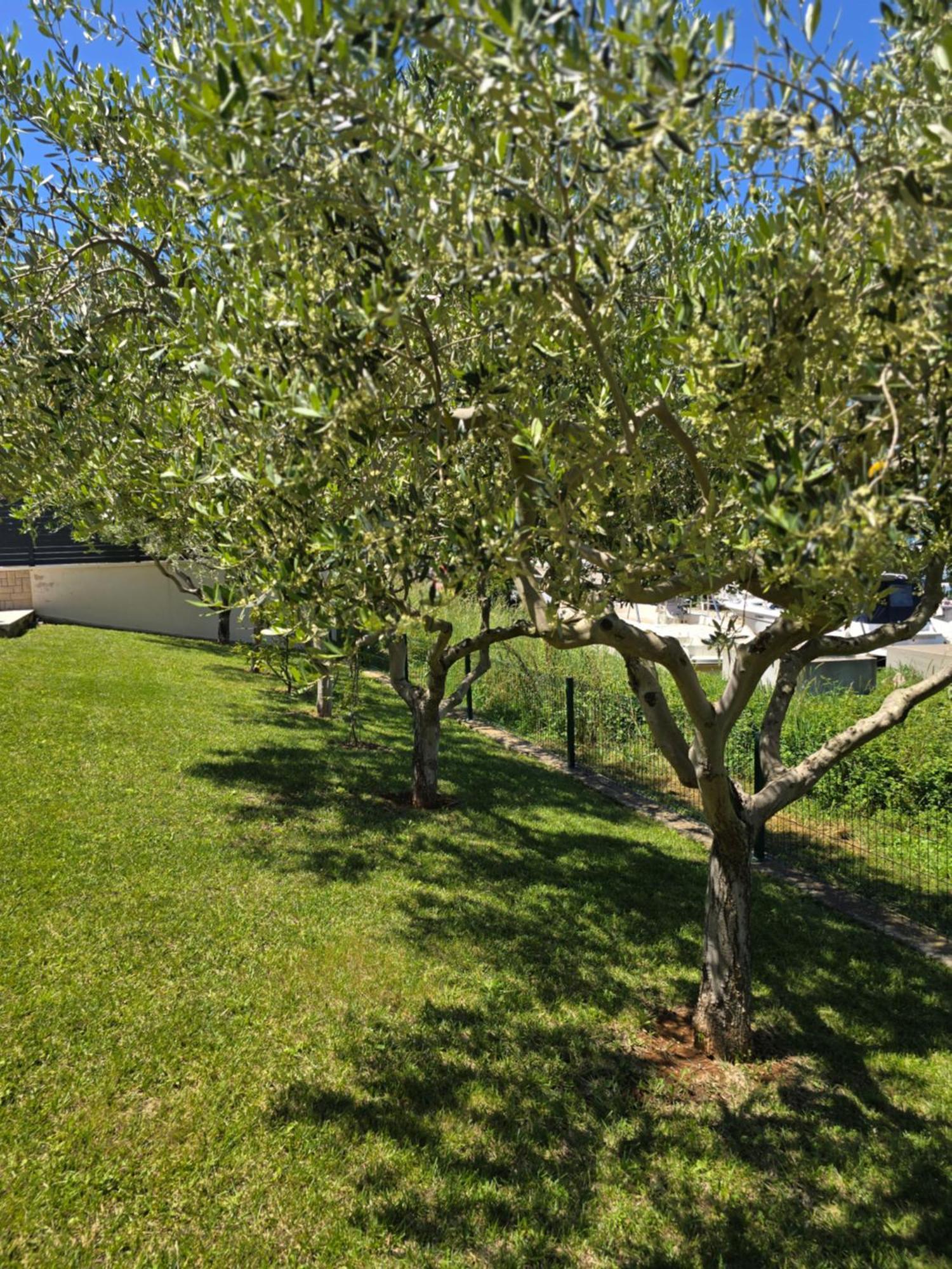 Olive Garden, Apartment With A Private Pool Banjole Exterior foto